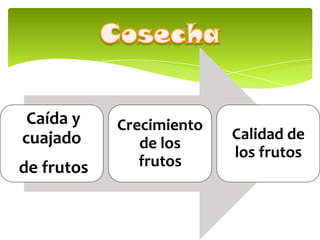 Caída y
cuajado
de frutos
Crecimiento
de los
frutos
Calidad de
los frutos
 