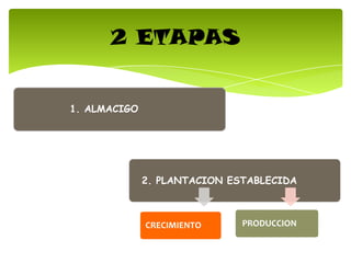2 ETAPAS
2. PLANTACION ESTABLECIDA
CRECIMIENTO PRODUCCION
1. ALMACIGO
 