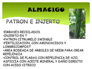 ALMACIGO
•EMBASES RECICLADOS
•INJERTO EN T
•PATRON CITRUMELO SWINGLE
•FERTILIZACION, CON AMINOACIDOS Y
LOMBRICOMPOST
•AREA RODEADA DE ARBOLES DE NEEM PARA CREAR
REPELENCIA
•CONTROL DE PLAGAS CON REPELENCIA DE AJO,
ASFICCIA CON ACEITE MINERAL Y DAÑO DIRECTO
CON ACIDO CITRICO
 