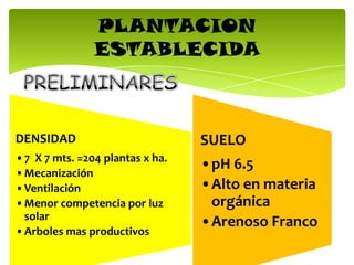 PLANTACION
ESTABLECIDA
DENSIDAD
•7 X 7 mts. =204 plantas x ha.
•Mecanización
•Ventilación
•Menor competencia por luz
solar
•Arboles mas productivos
SUELO
•pH 6.5
•Alto en materia
orgánica
•Arenoso Franco
 
