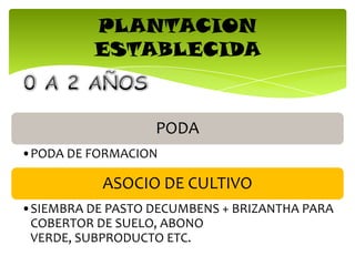 PLANTACION
ESTABLECIDA
PODA
•PODA DE FORMACION
ASOCIO DE CULTIVO
•SIEMBRA DE PASTO DECUMBENS + BRIZANTHA PARA
COBERTOR DE SUELO, ABONO
VERDE, SUBPRODUCTO ETC.
 