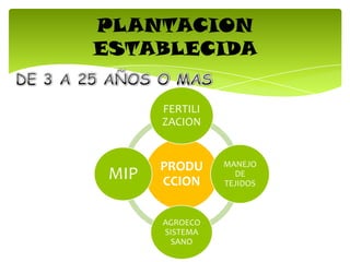 PLANTACION
ESTABLECIDA
PRODU
CCION
FERTILI
ZACION
MANEJO
DE
TEJIDOS
AGROECO
SISTEMA
SANO
MIP
 