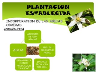 PLANTACION
ESTABLECIDA
APIS MELLIFERA
AZUCARES
DE FLOR
AZAHAR
MIEL EN
COLONIAS O
PANAL
SINERGIA
PRODUCTIV
ADE MIEL
ESTANDARIZA
CION DE
PRODUCCION
Y CALIDAD
ABEJA
 