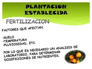 PLANTACION
ESTABLECIDA
 