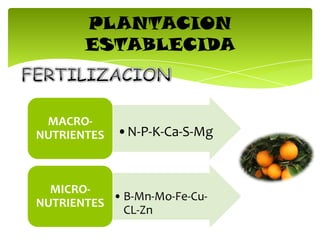 PLANTACION
ESTABLECIDA
•N-P-K-Ca-S-Mg
MACRO-
NUTRIENTES
•B-Mn-Mo-Fe-Cu-
CL-Zn
MICRO-
NUTRIENTES
 