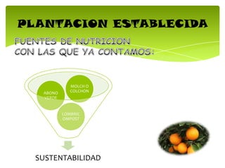 PLANTACION ESTABLECIDA
SUSTENTABILIDAD
LOMBRIC
OMPOST
ABONO
VERDE
MOLCH O
COLCHON
 