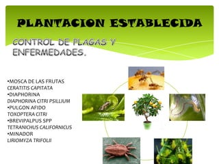 PLANTACION ESTABLECIDA
•MOSCA DE LAS FRUTAS
CERATITIS CAPITATA
•DIAPHORINA
DIAPHORINA CITRI PSILLIUM
•PULGON AFIDO
TOXOPTERA CITRI
•BREVIPALPUS SPP
TETRANICHUS CALIFORNICUS
•MINADOR
LIRIOMYZA TRIFOLII
 