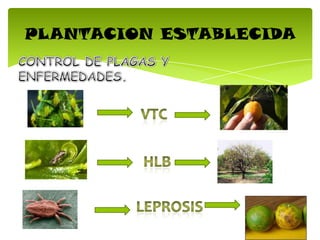 PLANTACION ESTABLECIDA
 