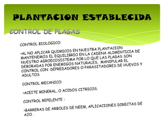 PLANTACION ESTABLECIDA
 