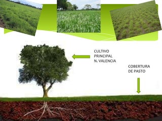 COBERTURA
DE PASTO
CULTIVO
PRINCIPAL
N. VALENCIA
 