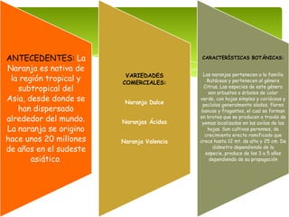 ANTECEDENTES: La
Naranja es nativa de
la región tropical y
subtropical del
Asia, desde donde se
han dispersado
alrededor del mundo.
La naranja se origino
hace unos 20 millones
de años en el sudeste
asiático.
VARIEDADES
COMERCIALES:
Naranja Dulce
Naranjas Ácidas
Naranja Valencia
CARACTERÍSTICAS BOTÁNICAS:
Las naranjas pertenecen a la familia
Rutáceas y pertenecen al género
Citrus. Las especies de este género
son arbustos o árboles de color
verde, con hojas simples y coriáceas y
pecíolos generalmente alados, flores
bancas y fragantes, el cual se forman
en brotes que se producen a través de
yemas localizadas en las axilas de las
hojas. Son cultivos perennes, de
crecimiento erecto ramificado que
crece hasta 12 mt. de alto y 25 cm. De
diámetro dependiendo de la
especie, produce de los 3 a 5 años
dependiendo de su propagación
 