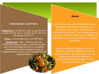 CONDICIONES CLIMÁTICAS:
Temperatura: No debe ser baja, ya que afectaría
el desarrollo del cultivo, es decir 13 ºC y 36 ºC, la
más óptima es de 26 ºC.
Altura: Alturas superiores a los 200 msnm.
Precipitación: 1200 − 1500 mm./año bien
distribuidos durante el año, son suficientes para
cubrir las necesidades del cultivo, en aquellas
zonas donde prevalece la sequía el riego es
indispensable para que el cultivo se desarrolle sin
ningún problema
Suelos
Las naranjas son cultivos permanentes que
empiezan a retribuir lo invertido en el
transcurso de los años cuando inicia la
producción de frutos. Si no se selecciona un
adecuado terreno y tiene un buen manejo la
plantación sus efectos se verán con el pasar
de los años.
Antes de sembrar cualquier cultivo se
deben de realizar exámenes previos al
establecimiento del huerto para ver que
exigencias necesita la plantación
considerando las propiedades físicas y
químicas de dicho cultivo.
 