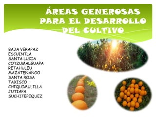 ÁREAS GENEROSAS
PARA EL DESARROLLO
DEL CULTIVO
BAJA VERAPAZ
ESCUINTLA
SANTA LUCIA
COTZUMALGUAPA
RETAHULEU
MAZATENANGO
SANTA ROSA
TAXISCO
CHIQUIMULILLA
JUTIAPA
SUCHITEPEQUEZ
 