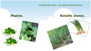 Cultivando bien, nos alimentamos bien…Pepino.Cebolla Junca.     