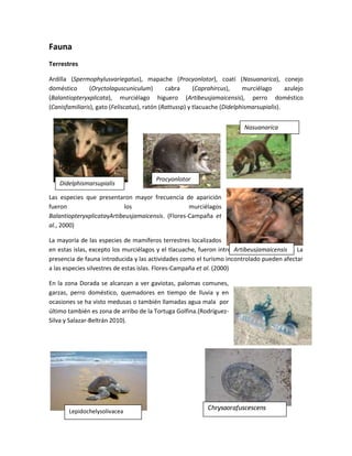 Fauna<br />Terrestres<br />3916045109918520821651289685Ardilla (Spermophylusvariegatus), mapache (Procyonlotor), coatí (Nasuanarica), conejo doméstico (Oryctolaguscuniculum) cabra (Caprahircus), murciélago azulejo (Balantiopteryxplicata), murciélago higuero (Artibeusjamaicensis), perro doméstico (Canisfamiliaris), gato (Feliscatus), ratón (Rattussp) y tlacuache (Didelphismarsupialis).<br />Nasuanarica1009659525<br />DidelphismarsupialisProcyonlotor<br />2089150220345<br />Las especies que presentaron mayor frecuencia de aparición fueron los murciélagos BalantiopteryxplicatayArtibeusjamaicensis. (Flores-Campaña et al., 2000)<br />Artibeusjamaicensis40817801114425La mayoría de las especies de mamíferos terrestres localizados en estas islas, excepto los murciélagos y el tlacuache, fueron introducidas por el hombre. La presencia de fauna introducida y las actividades como el turismo incontrolado pueden afectar a las especies silvestres de estas islas. Flores-Campaña et al. (2000)<br />En la zona Dorada se alcanzan a ver gaviotas, palomas comunes, garzas, perro doméstico, quemadores en tiempo de lluvia y en ocasiones se ha visto medusas o también llamadas agua mala  por último también es zona de arribo de la Tortuga Golfina.(Rodríguez-Silva y Salazar-Beltrán 2010).<br />304804445003448050377825<br />ChrysaorafuscescensLepidochelysolivacea<br />Marinos<br />GRUPOS PRESENTES EN EL ZOOPLANCTON<br />Los grupos que dominan tanto en superficie como en fondo fueron: la subclase copépodo 109,795org/1,000m3  y el suborden cladócera 52,547 org/1,000m3 y los menos abundantes fueron el orden teuthoida, el subodennudibranchía y el género balanus con 1org/1,000m3.<br />cladóceraCopépodo<br />Peces.-  De acuerdo con Milán-Aguilera et al.,(1993). Según censo ictiológico las Islas están conformadas por 48 familias, 85 generos y 110 especies. Cinco especies de ellas permanecen a la clase chondrichtyes(peces cartilaginosos) y el resto pertenecen a la clase osteichthyes (peces oseos).<br />3758565487680Las familias con mayor representatividad son: Carangidae (10especies), Serranidae(7 especies), Pomacentridae (7 especies), Labridae (6 especies), Haemulidae (6 especies), Lutjanidae(5 especies), Acanthuridae (4 especies), Balistidae(4 especies), Gerreidae(4 especies), Sciaennidae (4 especies), Muraenidae(3 especies). <br />Carangidae-8572576203919220900430GerreidaeDe acuerdo a las tres islas existen 28 especies de peces de residentes primarios, 15 especies de residentes secundarios y 67 especies transitorios.<br />Serranidae7620106680Muraenidae<br />Moluscos.-<br />-3810949325Segú Padilla-Verdín (2005) existen 23 especies de Opistobranchia pertenecientes a 5 ordenes, 12 familias, 20 géneros y 23 especies son considerados como principales depredadores de esponjas en la bahía de Mazatlán, ejemplos Hypselodorisagassizii y Glossodorissedna, Tylodinafungina,Chitonarticulatus.<br />-996951261110Tambjaabdere2286635564515También se han visto tres especies que no estaban reportadas para esta zona. Roboastratigris, Tambjaabdere y Diauluaaurila.<br />Diauluaaurila19627852032000Roboastratigris-5365752460625Glossodorissedna-29902151859915TylodinafunginaHypselodorisagassizii<br />Chitonarticulatus-26320753753485<br />Crustáceos.-<br />La fauna de crustáceos se caracteriza por representar uno de los grupos más diversificados de la región Pacífico Este Tropical, entre las especies están las langostas (Panulirusinflatus y P. gracilis, las jaibas Callinectesspp. Y los cangrejos de piedra o “moros” (Menippesp.)<br />Están identificada 15 familias, 26 géneros y 32 especies de crustáceos en las zonas intermareal y submareal de las Tres islas (2000)<br />El género más representativo es Petrolisthes con 3 especies ( P. armatus, P. edwarsii, y P. nobili), seguido por Clibanarius (C. albidigitusy C. Californiensis), Mithrax (M denticulatus y M. armatus), Xanthodius (X. Sternbeghii y X. Stimpsoni), y Gecarcinus (G. planatusy G. quadratus).<br />Existe mayor riqueza de estos organismos en la zona protegida de la isla Venados.<br />2665095534670Los organismos más frecuentes fueron Calcinuscaliforniensis, Grapsusgrapsus, Pachygrapsustranversus y E. squamata.<br />Eriphiasquamata26638252141220Pachygrapsustranversus1587501737995GrapsusgrapsusCalcinuscaliforniensis<br />3898900-272415Insectos Himenópteros (hormigas, moscas, abejorros, abejas) y leppidópteros (mariposas)<br />Reptiles como Ctenosaura pectina (iguana negra)<br />418465046355Aves transitorias y acuáticas como Pelecanus occidentalis (pelicano café) y P. californicus y Columbigella passerina (tortola) (caballero et al., 1994 en Gonzalez-Medina et al.,1998)<br />3778885271145<br />-335915484505Equinodermos como los Erizos Paracentrotuslividus<br />2618105118046540792401729740<br />
