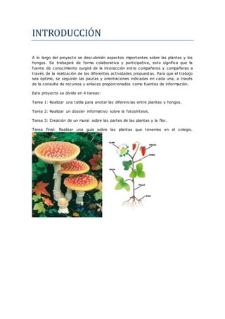 INTRODUCCIÓN 
A lo largo del proyecto se descubrirán aspectos importantes sobre las plantas y los 
hongos. Se trabajará de...