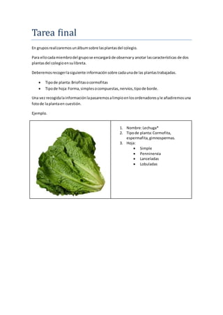 Tarea final 
En grupos realizaremos un álbum sobre las plantas del colegio. 
Para ello cada miembro del grupo se encargará...