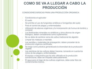 COMO SE VA A LLEGAR A CABO LA
PRODUCCIÓN
CONDICIONES BÁSICAS PARA UNA PRODUCCIÓN ORGANICA:
•
•
•
•
•
•
•
•
•
•
•
•
•

Condiciones el agricultor
El suelo
Se prohíbe el uso de fungicidas sintéticos o fumigantes del suelo
Para el control de plagas y enfermedades
Utilización de abonos orgánicos y la incorporación de humus de lombriz y
compost
Los fertilizantes minerales no sintéticos y otros abonos de origen
biológico, deben considerarse como suplementos
No se debe de sembrar cerca de cultivo tradicional de algodón
Limpiar las malezas a machete
Las semillas y materiales de propagación, deben proceder de la
producción orgánica certificada.
Se exige como práctica generalizada la diversidad de la producción
vegetal.
Las siembras de los cultivos deben hacerse, tomando en cuenta los
ciclos de las plagas y enfermedades.
El equipo o maquinaria que ha sido utilizado en la producción
convencional, debe ser limpiado adecuadamente .
El agua para el riego de los cultivos orgánicos, debe estar libre de
contaminantes tóxicos.

 