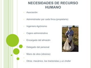 NECESIDADES DE RECURSO
HUMANO
•

Asociación

•

Administrador por cada finca.(propietario)

•

Ingeniero Agrónomo

•

Cajero administrativo

•

Encargado del almacén

•

Delegado del personal

•

Mano de obra (obreros)

•
•

Otros: mecánico, los tractoristas y un chofer

 