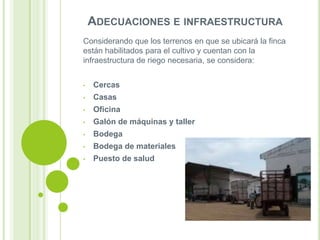 ADECUACIONES E INFRAESTRUCTURA
Considerando que los terrenos en que se ubicará la finca
están habilitados para el cultivo y cuentan con la
infraestructura de riego necesaria, se considera:
•

Cercas

•

Casas

•

Oficina

•

Galón de máquinas y taller

•

Bodega

•

Bodega de materiales

•

Puesto de salud

 
