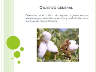 OBJETIVO GENERAL
Determinar si el cultivo de algodón orgánico es una
alternativa para aumentar la siembra y productividad en el
municipio de Cereté- Córdoba.

 