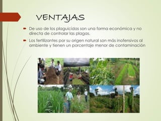 VENTAJAS
 De uso de los plaguicidas son una forma económica y no
directa de controlar las plagas.
 Los fertilizantes por su origen natural son más inofensivos al
ambiente y tienen un porcentaje menor de contaminación
 