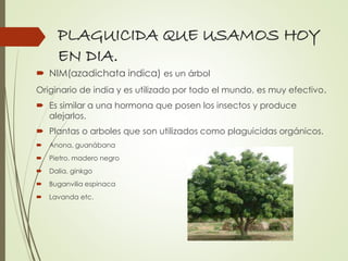 PLAGUICIDA QUE USAMOS HOY
EN DIA.
 NIM(azadichata indica) es un árbol
Originario de india y es utilizado por todo el mundo, es muy efectivo.
 Es similar a una hormona que posen los insectos y produce
alejarlos.
 Plantas o arboles que son utilizados como plaguicidas orgánicos.
 Anona, guanábana
 Pietro, madero negro
 Dalia, ginkgo
 Buganvilia espinaca
 Lavanda etc.
 