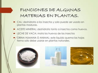 FUNCIONES DE ALGUNAS
MATERIAS EN PLANTAS.
 CAL: deshidrata a los insectos y solo puede ser usada en
plantas maduras.
 ACEITE MINERAL: deshidrata tanto a insectos como huevos.
 LECHE DE VACA: mata los huevos de los insectos
 ORINA HUMANA O ANIMAL: este liquido quema las hojas
tierna solo debe usarse en plantas naturales.
 