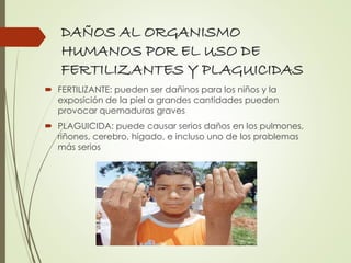 DAÑOS AL ORGANISMO
HUMANOS POR EL USO DE
FERTILIZANTES Y PLAGUICIDAS
 FERTILIZANTE: pueden ser dañinos para los niños y la
exposición de la piel a grandes cantidades pueden
provocar quemaduras graves
 PLAGUICIDA: puede causar serios daños en los pulmones,
riñones, cerebro, hígado, e incluso uno de los problemas
más serios
 