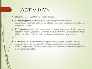 ACTIVIDAD
 ESCOJE EL ELEMENTO CORRECTOS.
 A) El nitrógeno tan importante como las proteínas para tu
organismo. Cuando falta en las plantas las hojas se ponen amarillas y
dejan de crecer.
 B) El fósforo les da la fuerza necesaria para mantenerse rígidas y poder
sostener todas sus partes. Cuando le falta las hojas se oscurecen más
de lo normal. La planta deja de florecer o florece muy poco.

 C) Potasio. Sin este elemento, la planta no puede cumplir su ciclo
normalmente. Sin potasio, las hojas muestran severos cambios de
color que pueden ser en tonalidades amarillentas o verde muy pálido
con manchas cafés.
 