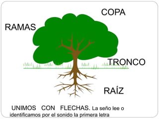 COPA
RAÍZ
TRONCO
RAMAS
UNIMOS CON FLECHAS. La seño lee o
identificamos por el sonido la primera letra
 