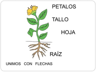 PETALOS
TALLO
RAÍZ
HOJA
UNIMOS CON FLECHAS
 