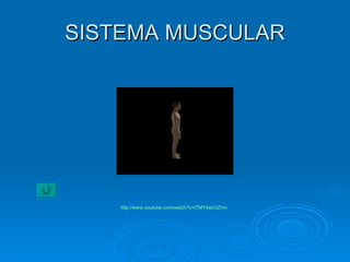 SISTEMA MUSCULAR http :// www.youtube.com / watch?v=tTMY4sbOZmo 