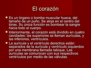 EEll ccoorraazzóónn 
 EEss uunn óórrggaannoo oo bboommbbaa mmuussccuullaarr hhuueeccaa,, ddeell 
ttaammaaññoo ddee uunn ppuuññoo.. SSee aalloojjaa eenn eell cceennttrroo ddeell 
ttóórraaxx.. SSuu úúnniiccaa ffuunncciióónn eess bboommbbeeaarr llaa ssaannggrree 
hhaacciiaa ttooddoo eell ccuueerrppoo.. 
 IInntteerriioorrmmeennttee,, eell ccoorraazzóónn eessttáá ddiivviiddiiddoo eenn ccuuaattrroo 
ccaavviiddaaddeess:: llaass ssuuppeerriioorreess ssee llllaammaann aauurrííccuullaass,, yy 
llaass iinnffeerriioorreess,, vveennttrrííccuullooss.. 
 LLaa aauurrííccuullaa yy eell vveennttrrííccuulloo ddeerreecchhooss eessttáánn 
sseeppaarraaddooss ddee llaa aauurrííccuullaa yy vveennttrrííccuulloo iizzqquuiieerrddooss 
ppoorr uunnaa mmeemmbbrraannaa llllaammaaddaa ttaabbiiqquuee.. LLaass 
aauurrííccuullaass ssee ccoommuunniiccaann ccoonn ssuuss rreessppeeccttiivvooss 
vveennttrrííccuullooss ppoorr mmeeddiioo ddee llaass vváállvvuullaass.. 
 