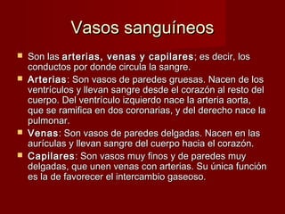 VVaassooss ssaanngguuíínneeooss 
 SSoonn llaass aarrtteerriiaass,, vveennaass yy ccaappiillaarreess;; eess ddeecciirr,, llooss 
ccoonndduuccttooss ppoorr ddoonnddee cciirrccuullaa llaa ssaannggrree.. 
 AArrtteerriiaass:: SSoonn vvaassooss ddee ppaarreeddeess ggrruueessaass.. NNaacceenn ddee llooss 
vveennttrrííccuullooss yy lllleevvaann ssaannggrree ddeessddee eell ccoorraazzóónn aall rreessttoo ddeell 
ccuueerrppoo.. DDeell vveennttrrííccuulloo iizzqquuiieerrddoo nnaaccee llaa aarrtteerriiaa aaoorrttaa,, 
qquuee ssee rraammiiffiiccaa eenn ddooss ccoorroonnaarriiaass,, yy ddeell ddeerreecchhoo nnaaccee llaa 
ppuullmmoonnaarr.. 
 VVeennaass:: SSoonn vvaassooss ddee ppaarreeddeess ddeellggaaddaass.. NNaacceenn eenn llaass 
aauurrííccuullaass yy lllleevvaann ssaannggrree ddeell ccuueerrppoo hhaacciiaa eell ccoorraazzóónn.. 
 CCaappiillaarreess:: SSoonn vvaassooss mmuuyy ffiinnooss yy ddee ppaarreeddeess mmuuyy 
ddeellggaaddaass,, qquuee uunneenn vveennaass ccoonn aarrtteerriiaass.. SSuu úúnniiccaa ffuunncciióónn 
eess llaa ddee ffaavvoorreecceerr eell iinntteerrccaammbbiioo ggaasseeoossoo.. 
 