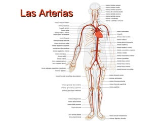 LLaass AArrtteerriiaass 
 