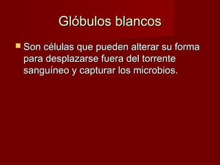 GGllóóbbuullooss bbllaannccooss 
 SSoonn ccéélluullaass qquuee ppuueeddeenn aalltteerraarr ssuu ffoorrmmaa 
ppaarraa ddeessppllaazzaarrssee ffuueerraa ddeell ttoorrrreennttee 
ssaanngguuíínneeoo yy ccaappttuurraarr llooss mmiiccrroobbiiooss.. 
 