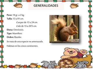Peso:14 gr.a 2 kg.
Talla: 13 a 91 cm.
Cuerpo:de13 a 24 cm.
Cola:de15 a 20’5 cm.
Dieta: Omnívoro.
Tipo: Mamífero.
Orden:Roe...