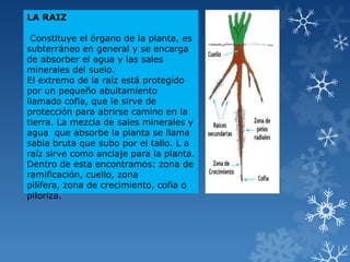LA RAIZ
Constituye el órgano de la planta, es
subterráneo en general y se encarga
de absorber el agua y las sales
minerales del suelo.
El extremo de la raíz está protegido
por un pequeño abultamiento
llamado cofia, que le sirve de
protección para abrirse camino en la
tierra. La mezcla de sales minerales y
agua que absorbe la planta se llama
sabia bruta que subo por el tallo. L a
raíz sirve como anclaje para la planta.
Dentro de esta encontramos: zona de
ramificación, cuello, zona
pilífera, zona de crecimiento, cofia o
piloriza.
 