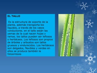 EL TALLO
Es la estructura de soporte de la
planta, además transporta los
líquidos, a través de los vasos
conductores. en el tallo están las
yemas de la cual nacen hojas y
ramas. los tallos pueden ser leñosos
o herbáceos. Los leñosos son propios
de árboles y arbustos son tallos
gruesos y endurecidos. Los herbáceos
son delgados, flexibles y verdes en
ellos se produce también la
fotosíntesis
 