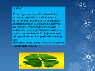 LA HOJA
Es un órgano y brota del tallo o de las
ramas, su crecimiento es limitado y su
forma laminar. Posee aberturas situadas
principalmente en la epidermis del envés
las estomas, franqueadas por células
uniformes. Por la hoja circula la savia y se
produce la fotosíntesis. La hoja se une al
tallo por el peciolo. Las partes de una hoja
son:
ápice, haz, limbo, borde, nervadura, peciolo
, vaina, base, envés.
 