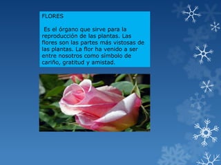 FLORES
Es el órgano que sirve para la
reproducción de las plantas. Las
flores son las partes más vistosas de
las plantas. La flor ha venido a ser
entre nosotros como símbolo de
cariño, gratitud y amistad.
 