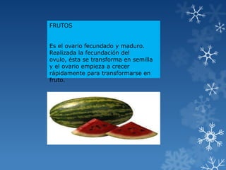 FRUTOS
Es el ovario fecundado y maduro.
Realizada la fecundación del
ovulo, ésta se transforma en semilla
y el ovario empieza a crecer
rápidamente para transformarse en
fruto.
 