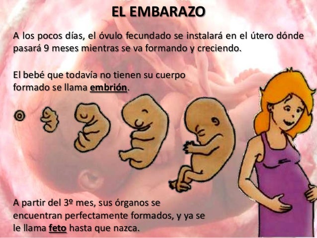 Proyecto De Donde Vienen Los Bebes 5 Anos