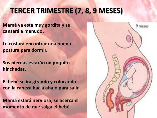 Proyecto De Donde Vienen Los Bebes 5 Anos Proyecto De Donde Vienen Los Bebes 5 Anos