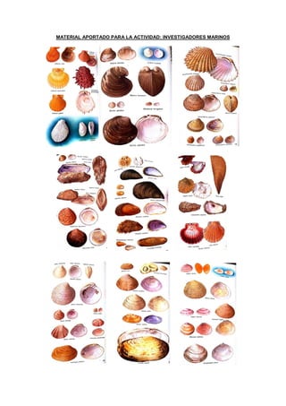 MATERIAL APORTADO PARA LA ACTIVIDAD: INVESTIGADORES MARINOS
 