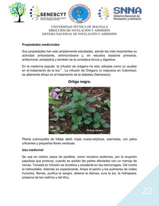 UNIVERSIDAD TÉCNICA DE MACHALA
DIRECCIÓN DE NIVELACIÓN Y ADMISIÓN
SISTEMA NACIONAL DE NIVELACIÓN Y ADMISIÓN
Propiedades medicinales
Sus propiedades han sido ampliamente estudiadas, siendo las más importantes su
actividad antioxidante, antimicrobiana y, en estudios bastante primarios,
antitumoral, antiséptica y también se la considera tónica y digestiva.
En la medicina popular, la infusión de orégano ha sido utilizada como un auxiliar
en el tratamiento de la tos.2 . La infusión de Orégano (o mejorana en Colombia),
es altamente eficaz en el tratamiento de la diabetes (Nemessio).

Ortiga negra.

Planta cosmopolita de follaje débil; hojas ovado-elípticas, aserradas, con pelos
urticantes y pequeñas flores verdosas.
Uso medicinal
Se usa en ciertos casos de parálisis, como revulsivo poderoso, por la erupción
papulosa que produce, cuando se azotan las partes afectadas con un manojo de
ramas. Tomada en infusión es diurética y excelente en las hemorragias. Útil contra
la hidrocefalia. Además es expectorante, limpia el pecho y los pulmones de malos
humores, flemas, purifica la sangre, detiene la diarrea, cura la tos, la hidropesia;
preserva de los resfríos y del tifus.

22

 