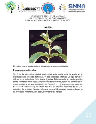 UNIVERSIDAD TÉCNICA DE MACHALA
DIRECCIÓN DE NIVELACIÓN Y ADMISIÓN
SISTEMA NACIONAL DE NIVELACIÓN Y ADMISIÓN

Matico

El matico es una planta nacional de grandes virtudes medicinales.
Propiedades medicinales
Sin duda, la principal propiedad medicinal de esta planta es la de ayudar en la
cicatrización de todo tipo de heridas, ya sea externas o internas. De aquí deriva su
utilidad en el tratamiento de la úlcera digestiva. Externamente, su efecto benéfico
sobre heridas de lenta cicatrización es muy sorprendente, lo que ha contribuido en
mayor medida a su gran reputación. El Padre Zinn (1929) le reconoce, además,
bondades hemostáticas y un efecto benéfico en algunos trastornos de las vías
urinarias. Sin embargo, la principal -y que parece útil mantener en primer lugar- es
su propiedad vulneraria, vale decir, cicatrizante de heridas.

23

 