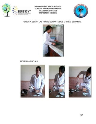UNIVERSIDAD TÉCNICA DE MACHALA
CURSO DE NIVELACIÓN Y ADMISIÓN
ÁREA DE ESTUDIO: SALUD
PROYECTO DE BIOLOGIA

PONER A SECAR LAS HOJAS DURANTE DOS O TRES SEMANAS

MOLER LAS HOJAS

37

 
