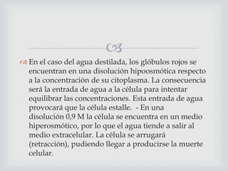 
 En el caso del agua destilada, los glóbulos rojos se
encuentran en una disolución hipoosmótica respecto
a la concentración de su citoplasma. La consecuencia
será la entrada de agua a la célula para intentar
equilibrar las concentraciones. Esta entrada de agua
provocará que la célula estalle. - En una
disolución 0,9 M la célula se encuentra en un medio
hiperosmótico, por lo que el agua tiende a salir al
medio extracelular. La célula se arrugará
(retracción), pudiendo llegar a producirse la muerte
celular.

 